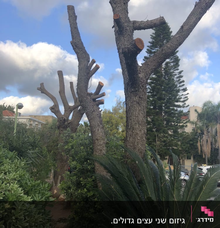 עצים גזומים עם ענפים חתוכים לאחר גיזום